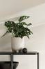 Monstera Monkey