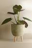 Alocasia Wentii