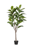 Tekokasvi Rubberboom