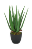 Kasvi Verde Aloe vera, K 47 cm