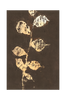 Juliste Pure Nature 4
