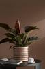 Philodendron Imperial Red