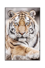 Taulu Tiger