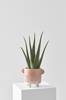Ruukkukasvi Aloe Vera, korkeus 40 cm