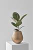 Ruukkukasvi Ficus el Robusta, korkeus 40 cm