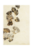 Juliste Pure Nature 2