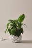 Calathea zebrina Night flower a.green ms 2020
