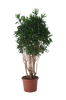 Dracena Reflexa "Song of Jamaica"