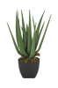 Kasvi Vobb Alovera