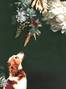 Juliste Pet Couture 1