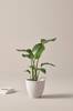 Ruukkukasvi Strelitzia Nicolai, korkeus 90 cm