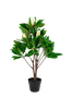 Tekokasvi Magnolia, 90 cm