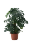 Monstera deliciosa