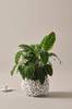 Calathea zebrina
