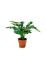 Tekokasvi Monstera. Kasvi PE-muovia. Ø 40 cm.