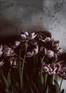 Juliste Dark tulips