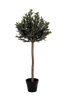 Tekokasvi Olive, K120 cm