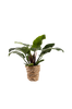 Philodendron Imperial Green